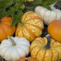 Mini Harvest Blend Pumpkin