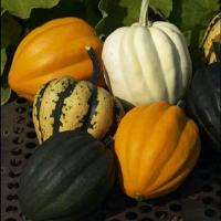 Autumn Acorn Blend Squash