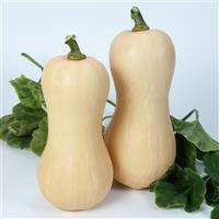 Ceres Squash