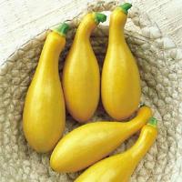Dixie Squash