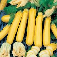 Golden Zebra Squash