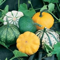 Scallop Blend Squash