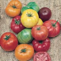Heirloom Rainbow Blend Tomato