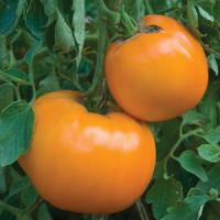 Jubilee Tomato