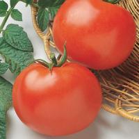 Rutgers Select Tomato