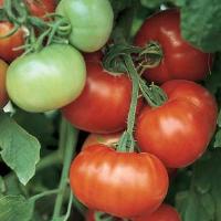 Super Fantastic Tomato
