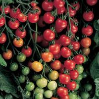 Super Sweet 100 Tomato