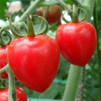 Tomatoberry Garden Tomato