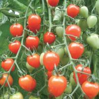 Tomatoberry Garden Tomato