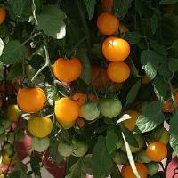 Tumbling Tom Yellow Tomato