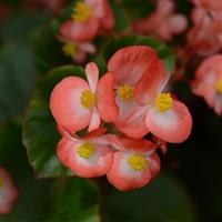 BabyWing<sup>®</sup> Bicolor Begonia
