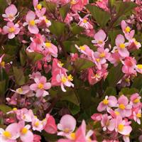 BabyWing<sup>®</sup> Pink Begonia