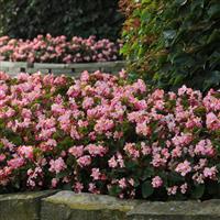 BabyWing<sup>®</sup> Pink Begonia