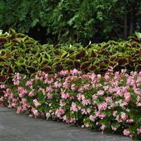BabyWing<sup>®</sup> Pink Begonia