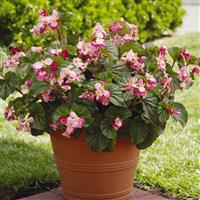 BabyWing<sup>®</sup> Pink Begonia