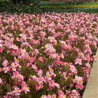 BabyWing<sup>®</sup> Pink Begonia