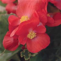 BabyWing<sup>®</sup> Red Begonia