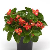 BabyWing<sup>®</sup> Red Begonia