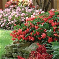 BabyWing<sup>®</sup> Red Begonia