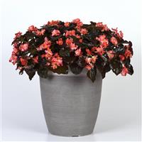 BabyWing<sup>®</sup> Red Bronze Leaf Begonia