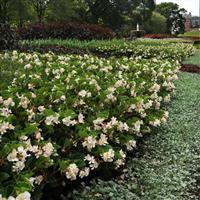 BabyWing<sup>®</sup> White Begonia