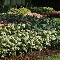 BabyWing<sup>®</sup> White Begonia