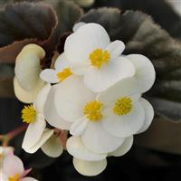 BabyWing<sup>®</sup> White Bronze Leaf Begonia