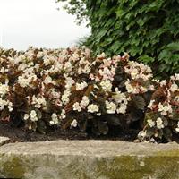 BabyWing<sup>®</sup> White Bronze Leaf Begonia