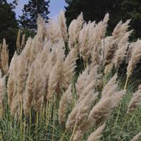 Feather Pink Grass Cortaderia