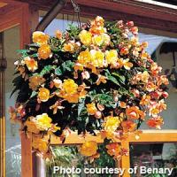 Illumination Apricot Tuberous Begonia