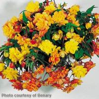 Illumination Apricot Tuberous Begonia