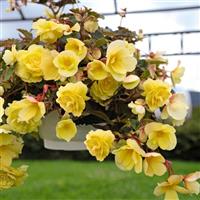 Illumination Lemon Tuberous Begonia