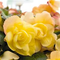 Illumination Lemon Tuberous Begonia