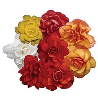 Illumination Mix Tuberous Begonia
