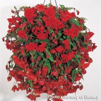 Illumination Orange Tuberous Begonia