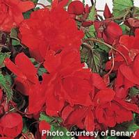 Illumination Orange Tuberous Begonia