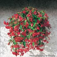 Illumination Rose Tuberous Begonia