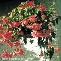 Illumination Salmon Pink Tuberous Begonia