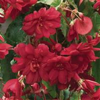 Illumination Scarlet Tuberous Begonia