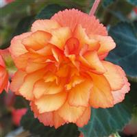 Illumination Golden Picotee Tuberous Begonia