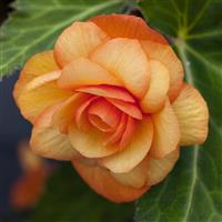 Illumination Apricot Shades Tuberous Begonia