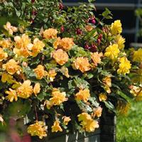 Illumination Apricot Shades Tuberous Begonia