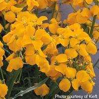 Gold Shot Erysimum
