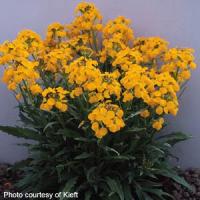 Gold Shot Erysimum