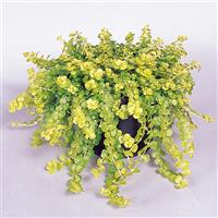 Lysimachia nummularia Goldilocks