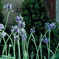 Lavandula Spanish Eyes