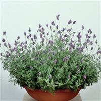 Lavandula Spanish Eyes