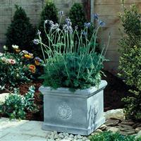 Lavandula Spanish Eyes