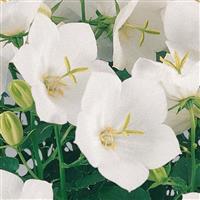 Campanula Pearl White
