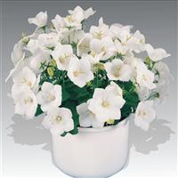 Campanula Pearl White